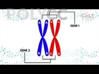 POLIMOOC: GENETICS - WHAT REALLY HAPPENS DURING CROSSING OVER