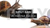 [VIDEO PDP] PENGENALAN KEPADA SIPUT BABI