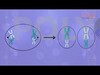 POLIMOOC: GENETICS - HOW CHROMOSOMES NUMBER BECOMES HALF IN MEIOSIS?
