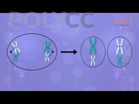 POLIMOOC: GENETICS - HOW CHROMOSOMES NUMBER BECOMES HALF IN MEIOSIS?