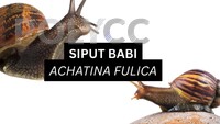 [VIDEO PDP] PENGENALAN KEPADA SIPUT BABI