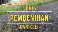 VIDEO PDP- Teknik Pembenihan Ikan Keli