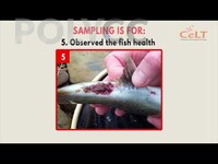 POLIMOOC: GROW OUT CULTURE- PRE-HARVESTING AND HARVESTING FISH