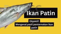 [VIDEO PDP] PENGENALAN KEPADA TERNAKAN IKAN PATIN