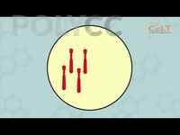 POLIMOOC: GENETICS - OVERVIEW OF CELL CYCLE